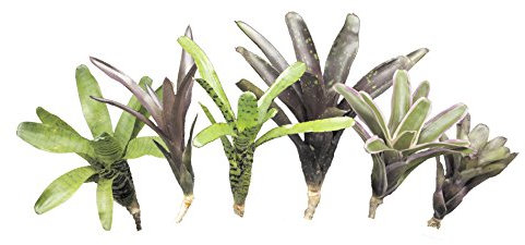 Bromelien 6er Mix, ungetopft, Bromeliengewächs