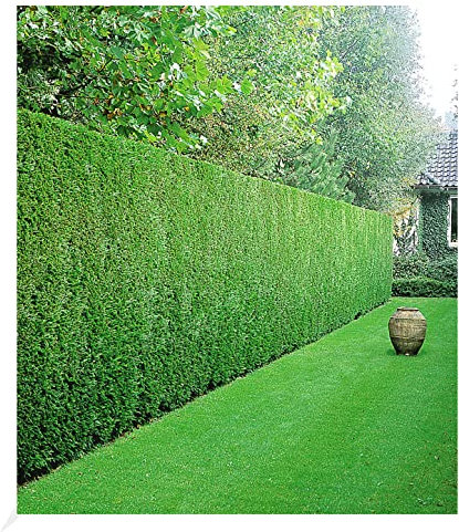 BALDUR Garten Leyland-Zypressen-Hecke, 50 Pflanzen, Bastardzypresse, Cupressocyparis leylandii, schnell wachsend, natürlicher Sichtschutz, winterhart, mehrjährig und immergrün