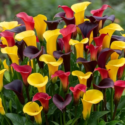 Calla Lilien Zwiebeln Winterhart Mehrjährig - Zantedeschia Königinnen | Kollektion, 10 große Blumenzwiebeln, Echte Pflanzen aus Holland, für Garten und Topf (kein Samen, nicht künstlich)