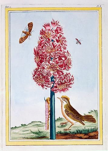 MNMSBFXQ Reproduktion Leinwanddruck und Poster Wand-Kunst Bild Hyazinthe von Pierre Buchoz Leinwand Wandkunst für Wohnkultur 60x90cm