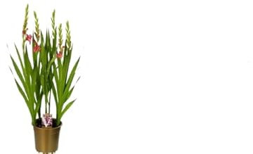 Gladiolo Natural en Maceta|Planta Bulbosa de Exterior con Flores Coloridas