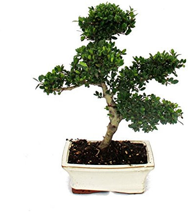 Exotenherz - Bonsai Ilex crenata - Japanische Stechpalme ca. 6 Jahre