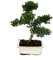 Exotenherz - Bonsai Ilex crenata - Japanische Stechpalme ca. 6 Jahre