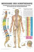 Meridiane u. Dorn Mini-Poster Anatomie 34x24 cm medizinische Lehrmittel
