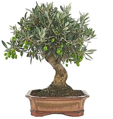 DECOALIVE Bonsái Olivo Olea Europaea, Árbol Aceitunero, Olivera, Bonsái Olivo