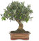 DECOALIVE Bonsái Olivo Olea Europaea, Árbol Aceitunero, Olivera, Bonsái Olivo