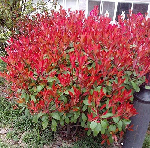 100pcs Photinia Fraseri Frasery Serrulata Red Tipluohu Plant Seeds
