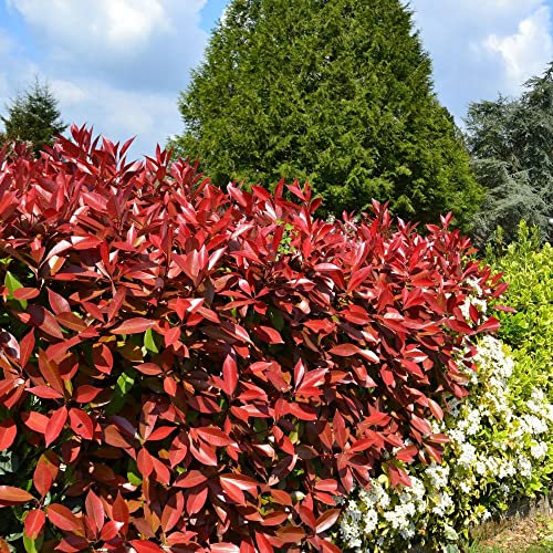 Photinia Red Robin Fotinia Pianta da siepe in vaso h. 60/80 cm Vivaio di Castelletto