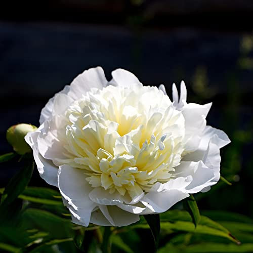 Pfingstrosen Pflanzen Winterhart Pfingstrose Blumenzwiebeln Blumen Zierlauch Zwiebeln Winterhart MehrjäHrig Pfingstrosen Knollen Balkon Blumen Gartendeko FüR DraußEn Gartenblumen 2 StüCk (Weiß gelb)