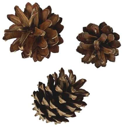 Kiefernzapfen Natur (Pinus sylvestris) 50 Stück | 3–6 cm | Deko Basteln Weihnachten