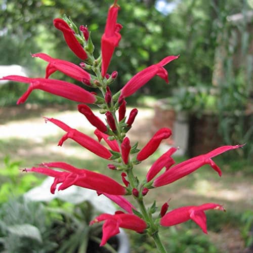 Saterkali Semi di salvia rossa, semi di salvia rossa 50 pezzi Semi di arbusto eliofilo naturale Piantine di piante bonsai ornamentali perenni per giardino Seme
