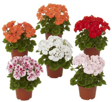 Pack Espacios Luminosos | Pack de 6 Geranios Naturales en Maceta DECOALIVE | Seis Plantas de Geranio Pelargonium para Interior y Exterior