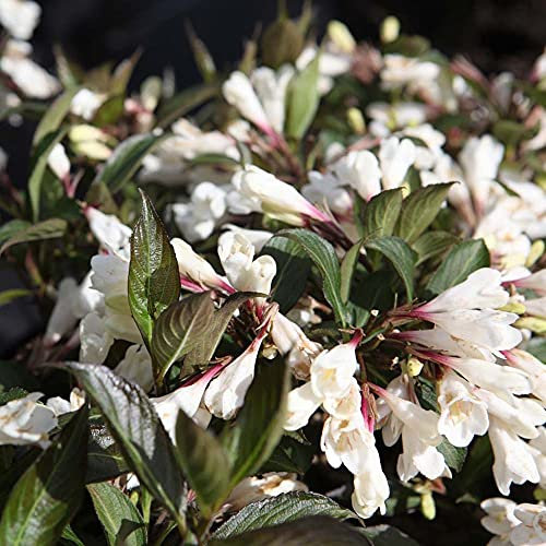 Weigela 'Black and White', Hardy Shrub, Scented, White Flowers, Dark Green Foliage, Ideal for Cottage Gardens, Wildlife Gardens, Specimen Plant, Supplied As 1 x 3-Litre Potted Plant by Suttons