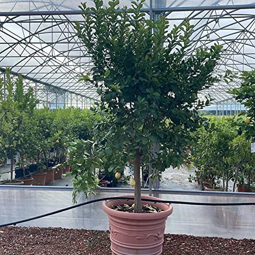 SAVINI VIVAI Planta de limón, árbol de cítricos, plántula de limón Lunario, en maceta de 70 cm altura 180-200 cm 16-18 años, para injerto,