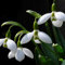 SchneeglöCkchen Blumenzwiebel,Gartenpflanze,Schneeglöckchen Zwiebeln Winterhart,Schneeglöckchen Zwiebeln Winterhart, Dekorativ,Winterhart Mehrjährig,Zwiebelblume,Lange BlüTezeit-3zwiebeln-C