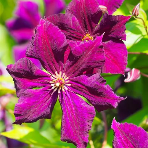 Clematis Royal Velours - Hardy Climbing Shrub with Profuse Red-Purple Bell-Shaped Blooms - Fast Growing and Easy to Manage – 1x 3 Litre Potted Plant by Thompson & Morgan