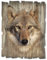 ARTland Wanddeko Bild aus Holz Holzbild vintage Deko 30x40 cm Hochformat Natur Wald Tiere Wolf Braun T1DQ