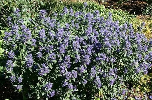 Gardenaria Caryopteris clandonensis 'Grand Bleu' Arbusto Ornamentale da Giardino, Colore Blu, 40/60 cm, Vaso 19