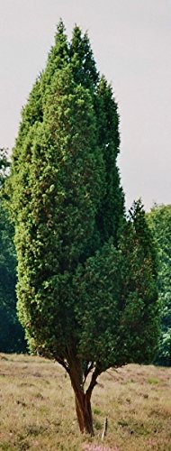 Müller Münchehof GmbH Baum des Jahres 2002 - Wacholder im Container Größe 60 bis 70 cm
