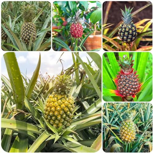 30 pcs Ananas baum samen - obstsamen zimmerpflanzen wenig lichtbedarf obstbäume bonsai topf exotische pflanzen bonsai tree indoor garten geschenk pflanzendeko gewächshaus balkon ingarden