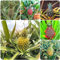 30 pcs Ananas baum samen - obstsamen zimmerpflanzen wenig lichtbedarf obstbäume bonsai topf exotische pflanzen bonsai tree indoor garten geschenk pflanzendeko gewächshaus balkon ingarden