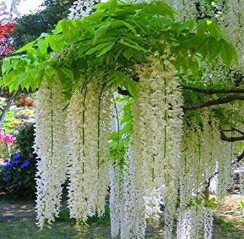 6: Wisteria Samen, Bonsai Wisteria sinensis Baum 100% echte Samen in-kind-Schießen, 100 teile/beutel