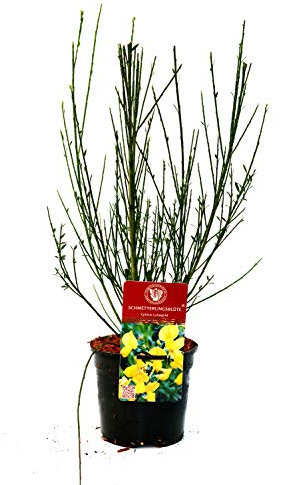 Edelginster 'Luna' Cytisus scoparius im Topf gewachsen ca. 40-60cm