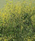 SENAPE NR.1500 SEMI MOSTARDA ERBE AROMATICHE