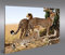 islandburner Bild Bilder auf Leinwand Gepard Geparden Raubkatze 1p XXL Poster Leinwandbild Wandbild Dekoartikel Wohnzimmer Marke