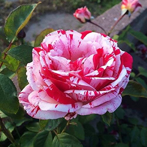Benoon Rosensamen , 100 Stück/Beutel Rosensamen Duftende Blütenpflanzen Hybride Farbe Seltene Topf-Gartensämlinge Für Parterre Rosensamen
