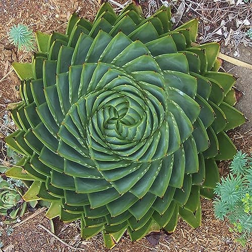 PERZOE 100 semi di aloe polyphylla, piante grasse da giardino, casa, ufficio, orticoltura