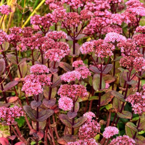 Sedum Matrona – 6 Pflanzen – Ø9cm – Höhe 10-25cm – Winterharte Fetthenne – Dunkelrosa Blüten – Trockenheitsresistent für Beet, Steingarten & Dachbegrünung
