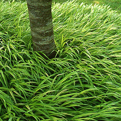 6er-Pack Japanisches Berggras - Hakonechloa Macra: Asiatische Eleganz im 9x9cm Topf.