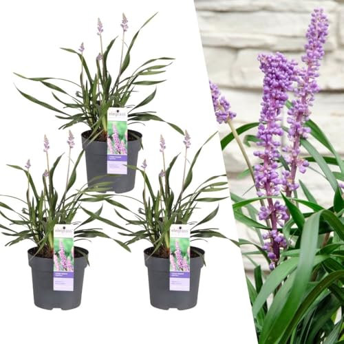 Plants by Frank | 3 Liriope muscari 'Ingwersen' XL | gräser winterhart mehrjährig | 3x Ø 14 cm | stauden winterhart mehrjährig | ziergras winterhart mehrjährig | balkonpflanzen
