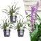 Plants by Frank | 3 Liriope muscari 'Ingwersen' XL | gräser winterhart mehrjährig | 3x Ø 14 cm | stauden winterhart mehrjährig | ziergras winterhart mehrjährig | balkonpflanzen