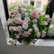 500 pcs Samen Bodendecker Winterhart Immergrün, pflanztopf flowers winterharte stauden mehrjährig Immergrün Samen, pflanzen garten blumenwiese bienenweide saatgut winterharte pflanzen