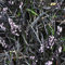 6 x Schwarzblättriger Schlangenbart - Ophiopogon Planiscapus 'Niger' Topf 9x9cm: Dunkles, dekoratives Laub, ideal für Kontraste.