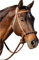 Professional's Choice Loping Hackamore