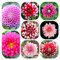 dahlien knollen winterhart - deko garten，blumen zum einpflanzen，deko wohnzimmer modern zimmerpflanzen，pflanzen für sonnige plätze büro deko，gartendeko für draußen blumenzwiebeln 10pcs
