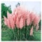 Stauden Gänge 10 x Cortaderia selloana 'Rosea' im 1 Liter Topf (Ziergras/Gräser/Winterhart/Mehrjährig/Immergrün) Rosa Pinkes Pampasgras - Luftige Blütenwolken in sanftem Rosé