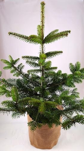 Real, Living Nordmann Fir Christmas Tree 2-3ft - (60-90cm) (Nordmann Fir Tree & Hessian Pot Cover)