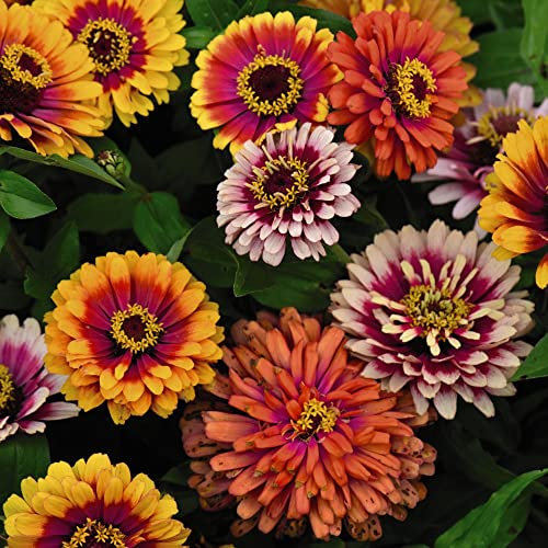Zinnia elegans Seeds 'Funfair Mix' Half-Hardy Annual Neon Bicolour Blooms Easy to Grow Your Own Garden Flowers Perfect for Beds Borders Patio Pots 1x Packet (Approx 150 Seeds) by Thompson and Morgan