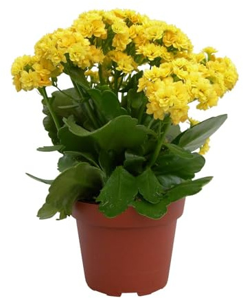 Kalanchoe 'Calandiva'®, gelb, Topf-Ø 12 cm, Höhe ca. 27,5 cm, 6 Pflanzen