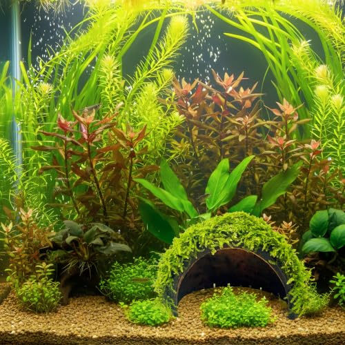 WASSERPFLANZEN WOLFF - Mooshöhle mit Öffnung | bewachsene Kokosnuss-Höhle mit Javamoos | Moss Versteck für Welse, Krebse und Garnelen