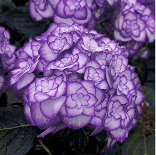 Shopvise géant boule de neige hortensia Seeds 20 Pièces; couleur 5