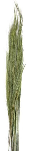 DIJK Ginstergras grün - Broom Grass - Thysanolaena - 90-105 cm -100g