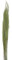 DIJK Ginstergras grün - Broom Grass - Thysanolaena - 90-105 cm -100g