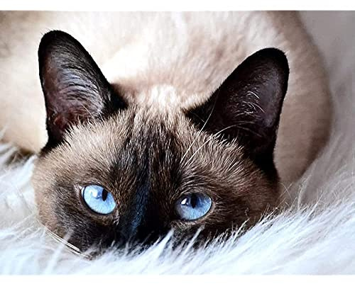 Wooden Jigsaw Puzzle 1000 Teile, Nette Katze Mehrfarbige Siamesische Katze Wooden Puzzle Board Dekompression Tragbarer Geschicklichkeitsspiel Kinderpuzzle Für Kids Adults Kinder
