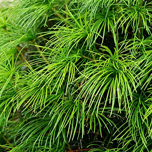 Japanische Schirmtanne Sonnentanne Sciadopitys verticillata Pflanze im Topf 20-30 cm