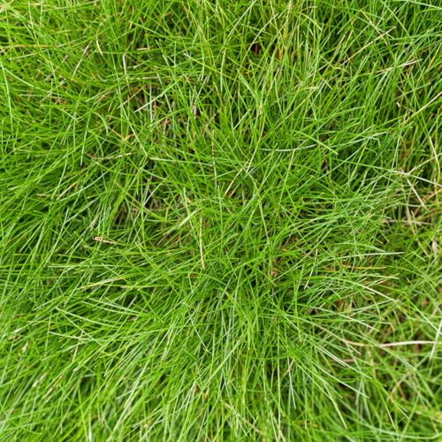 Festuca gautieri Fétuque décorative, 6 plantes, diamètre : 9 cm, hauteur : 10 à 25 cm, herbe ornementale, facile d'entretien et compatible avec la sécheresse pour parterres et rocailles